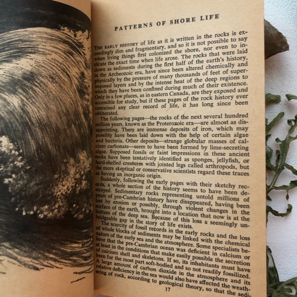 The Edge Of The Sea by Rachel Carson, w/ 160+ illustrations by Bob Hines, 1955 - Picture 10 of 15